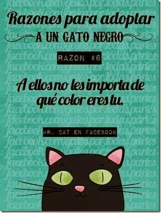 pq tener un gato negro cosasdivertidas (11) imagenes divertidas de gatos