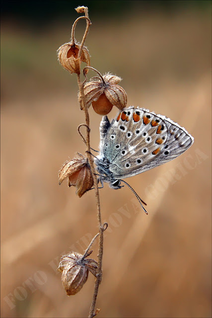 Prosta_D_Simon_Kovacic_B3_Sinji modrin.jpg