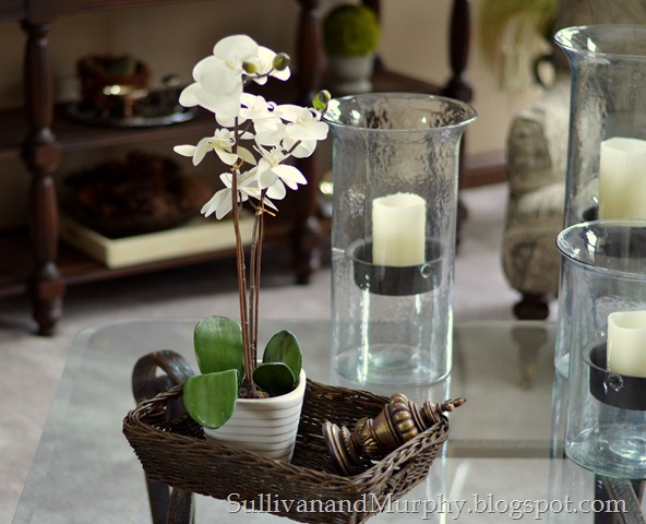 orchid1 orchid1