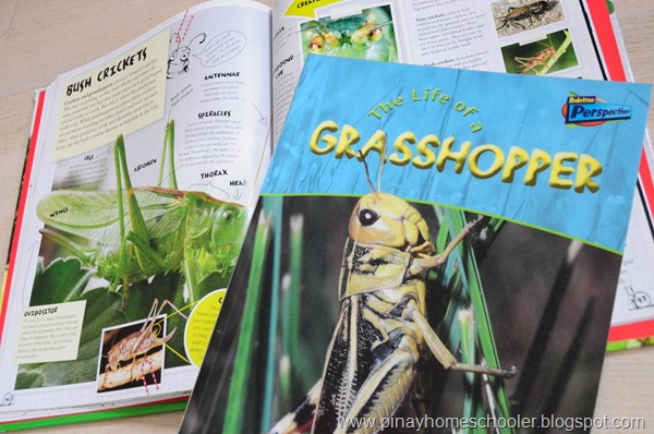 Grasshoppers