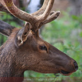 Lindo Elk na floresta, saindo do Grand Canyon - AZ