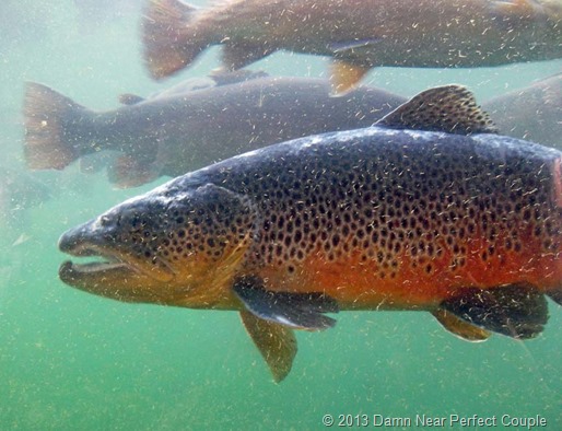 Brown Trout