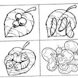 METAMORFOSIS-MARIPOSA-3.JPG