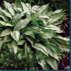 pulmonaria Silver shimmers