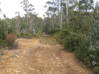 Bog on  White Timber Trail Photo