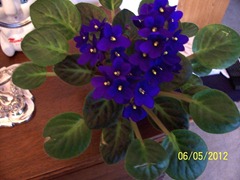 Violets2 Violets2