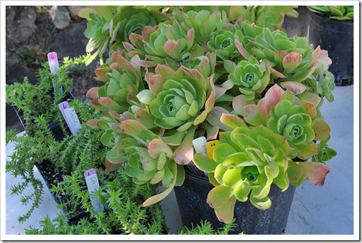 120414_RBG_Aeonium-balsamiferum_01