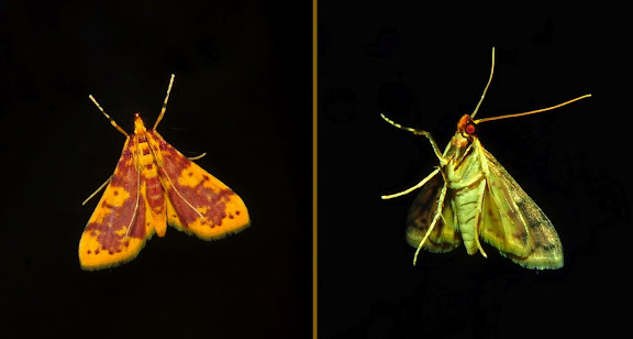 Hétérocères d'Australie - Crambidae : Pyraustinae : Conogethes haemactalis SNELLEN, 1890. Umina Beach (New South Wales, Australie), 10 avril 2011. Photo : Barbara Kedzierski