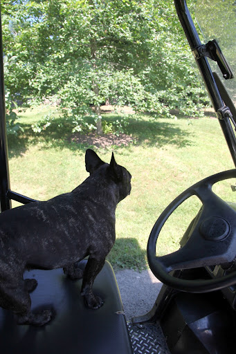 Now that I've finished my sprinkler inspection, I suppose I should return the Kawasaki and go back the house.  I wouldn't want anyone to worry about where I might be.