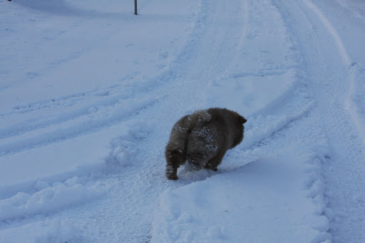 I think I'll just trot down this road.