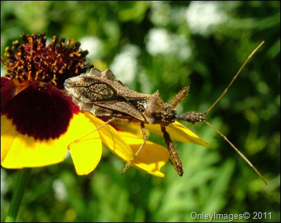 assassin bug0623 (1)