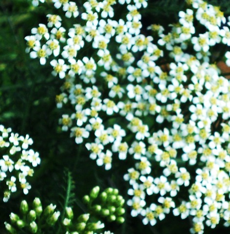 [Garden13%255B3%255D.jpg]