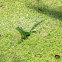 Green Iguana