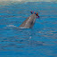 Ewa A. Slomska, Delfinarium