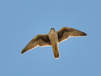 DSC_7182.jpg