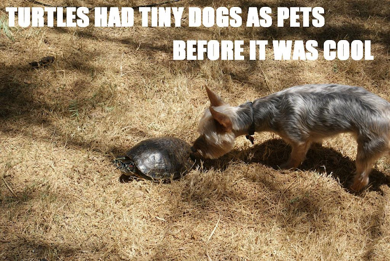 Turtles had tiny dogs as pets before it was cool