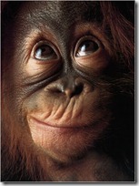 monos piensan blogdeimagenes (10)