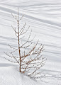 Tree and Shadows