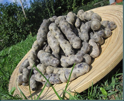 patate viola nel prato patate viola nel prato