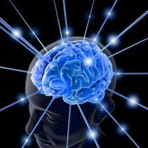 cerebro cerebro