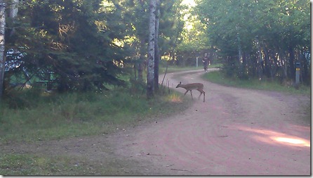 Mama deer