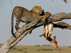 Masai Mara