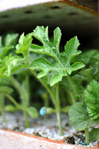 [planting-watermelons-032212-954.jpg]