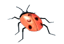 ladybugspin