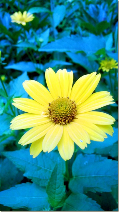 Yellow Flower | Ideas in Bloom