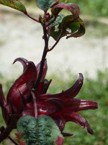 P1050155.jpg Roselle - Hibiscus sabdariffa