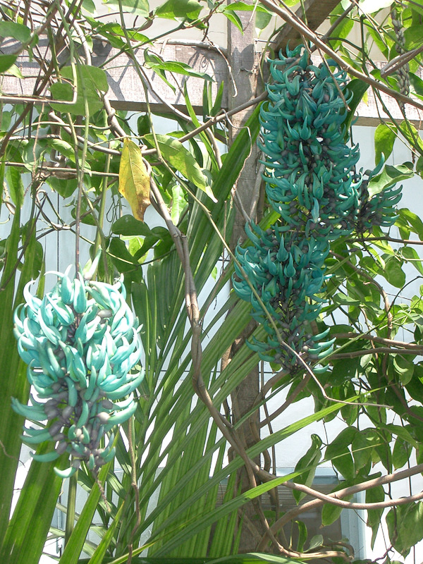 Fotos de Flores de jade e clerodendros. Foto numero 3809122744. Fotografia da Pousada Pe na Areia, que fica em Boicucanga, próximo a Maresias, Litoral Norte de Sao Paulo (SP).