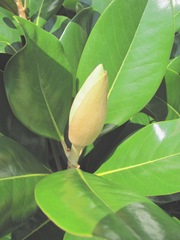 Ed Gorey house magnolia blossom unopened