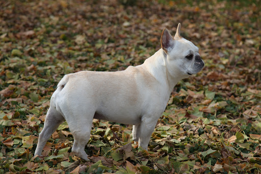 I see another Ginkgo tree over there.  Let's go see if it's a male or a female.  The females tend to have a wide, spread-out form while the males are slimmer and more upright.