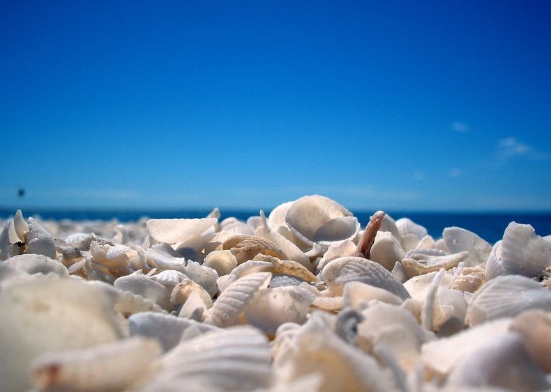 shell-beach-australia-6