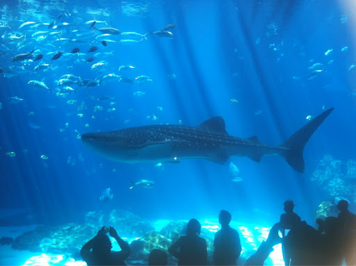 The Atlanta Aquarium