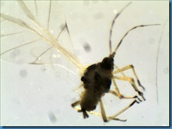 Aphid Nymph
