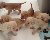 Learning to walk at 17 days old.