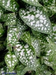 [pulmonaria-Vistorian-Brooch2.jpg]