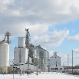 "Eastern Michigan Grain" - copyright David Thompson