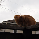 20120521Dora