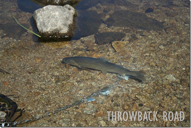Buena Vista Trip 127 Buena Vista Trip 127