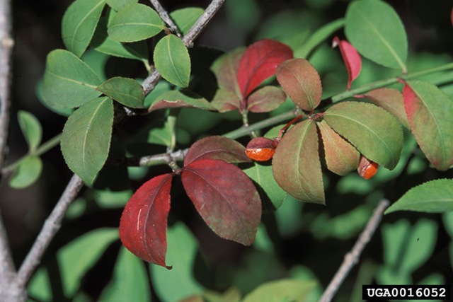 [burning%2520bush%2520with%2520fruit%255B2%255D.jpg]