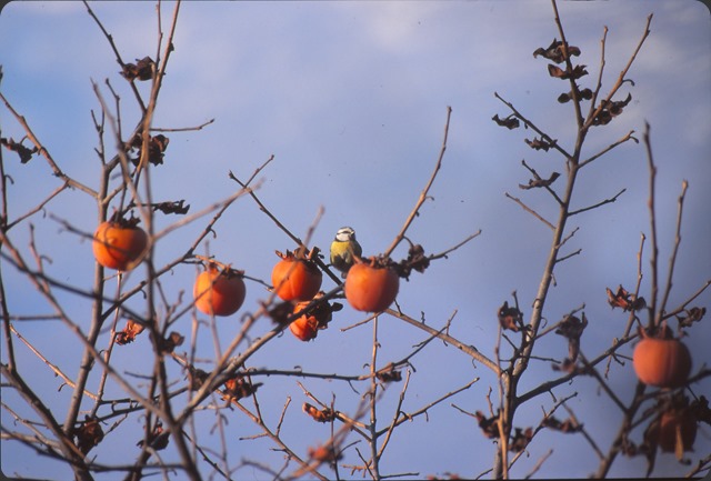 fruttiuccel_0002 fruttiuccel_0002