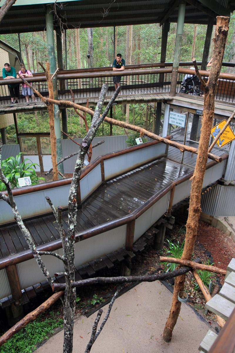 The koala enclosure