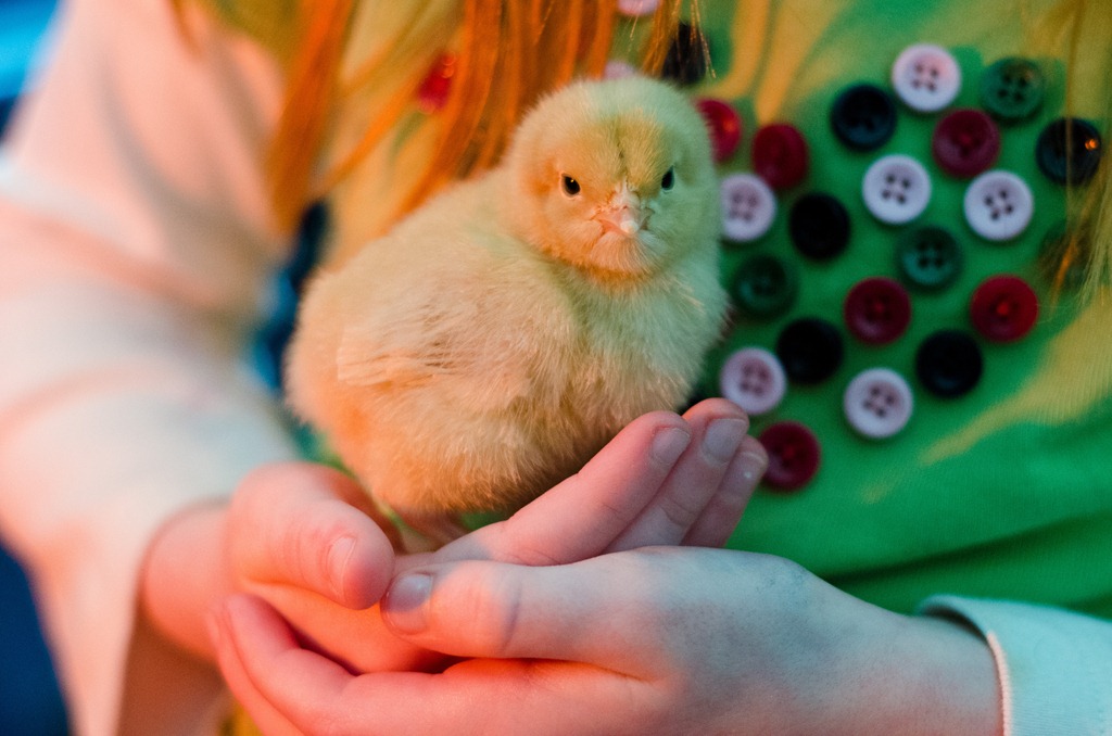 [ChicksNewMay4-9155%255B3%255D.jpg]