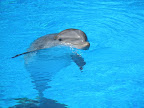A dolphin at the MGM Mirage.