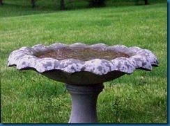 raindrops-in-the-birdbath