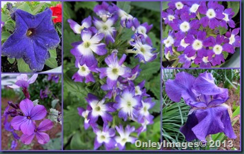 purple collage purple collage