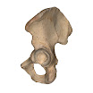 Os_Coxae_left.jpg