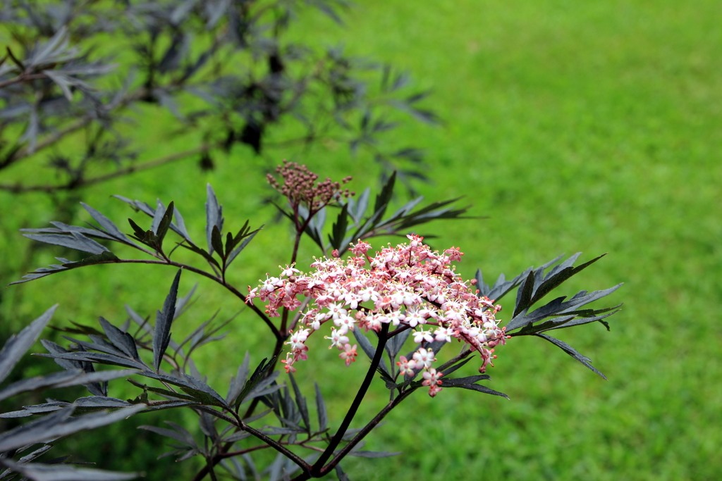 [IMG_2353%255B3%255D.jpg]